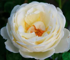Klätterros 'Uetersener Klosterrose' 'Tan99176' Barrotad