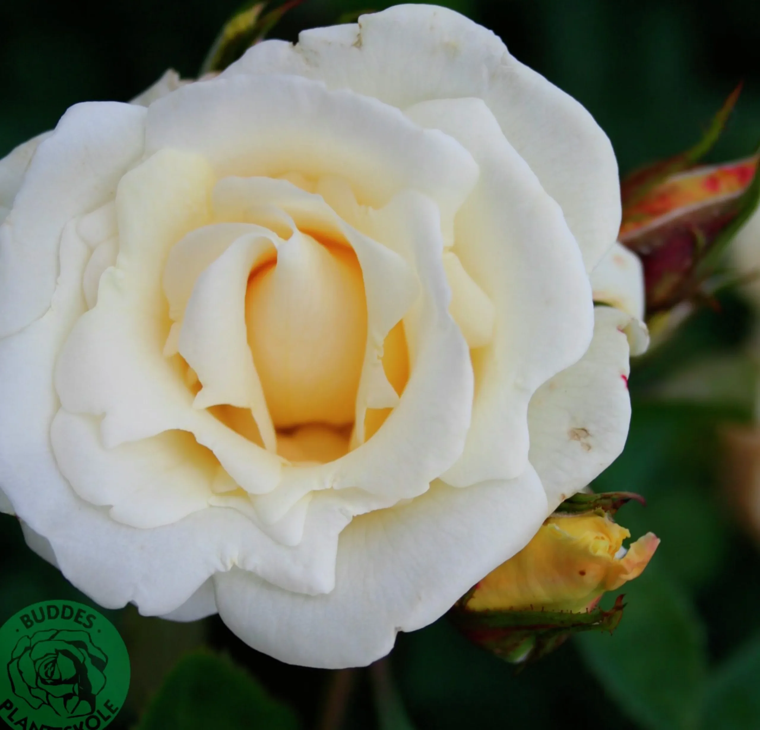 Klätterros 'White Nights' 'Poulaps' Barrotad
