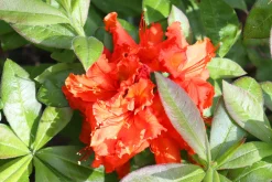 Knaphill Azalea 'Gibraltar'