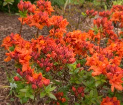Knaphill Azalea 'Gibraltar'