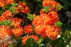 Knaphill Azalea 'Gibraltar'