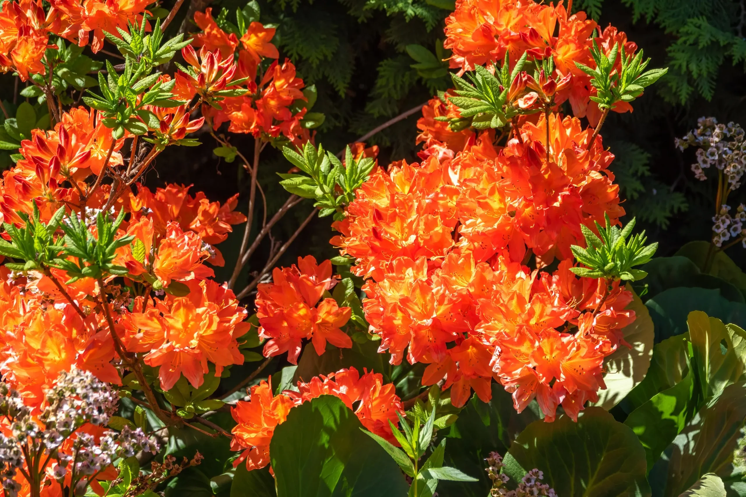 Knaphill Azalea 'Gibraltar'