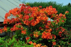Knaphill Azalea 'Gibraltar'