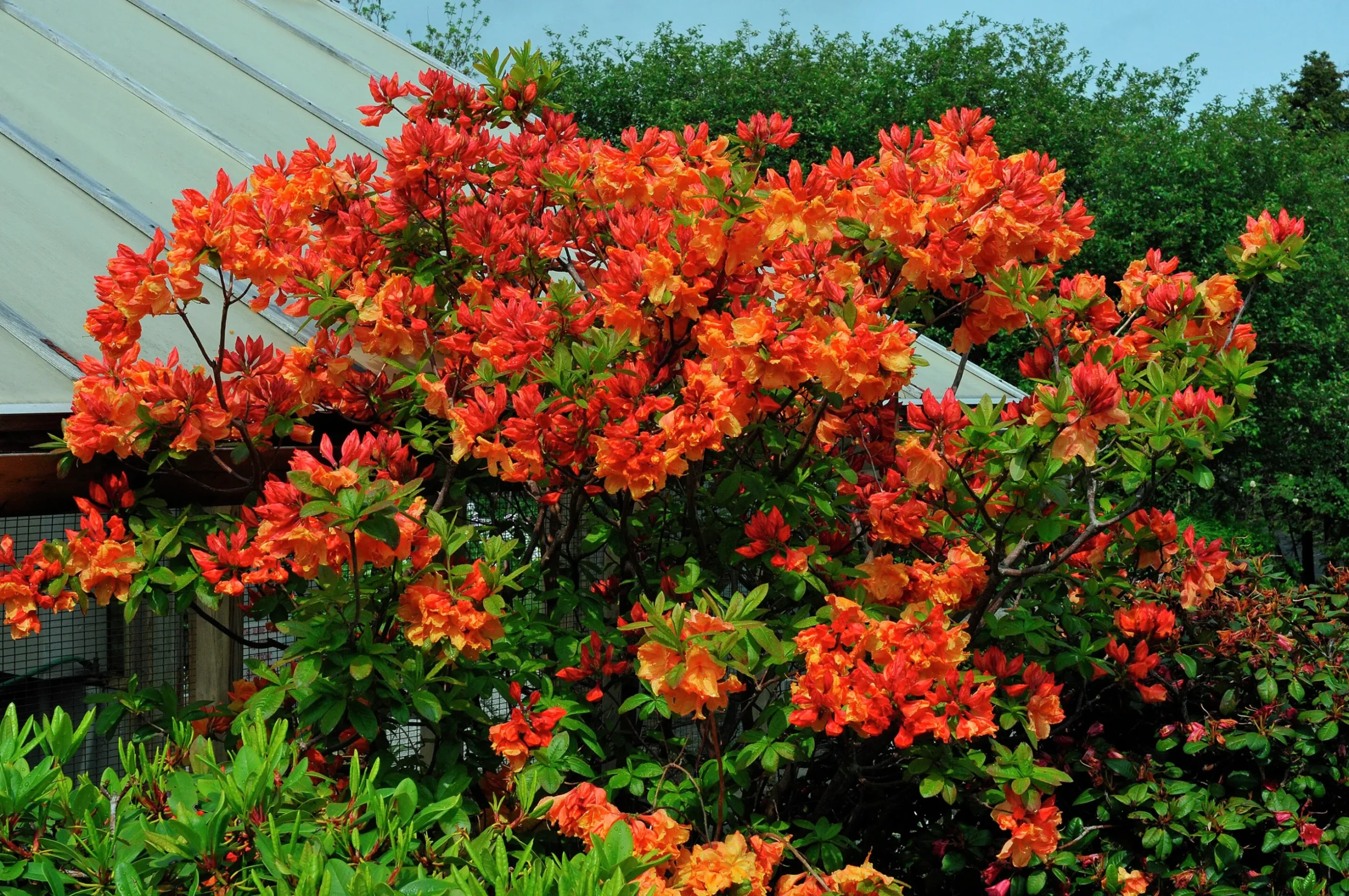 Knaphill Azalea 'Gibraltar'