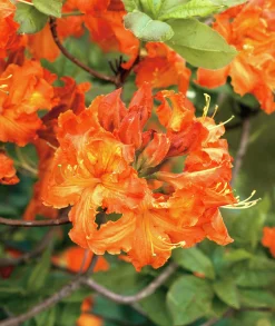 Knaphill Azalea 'Gibraltar'