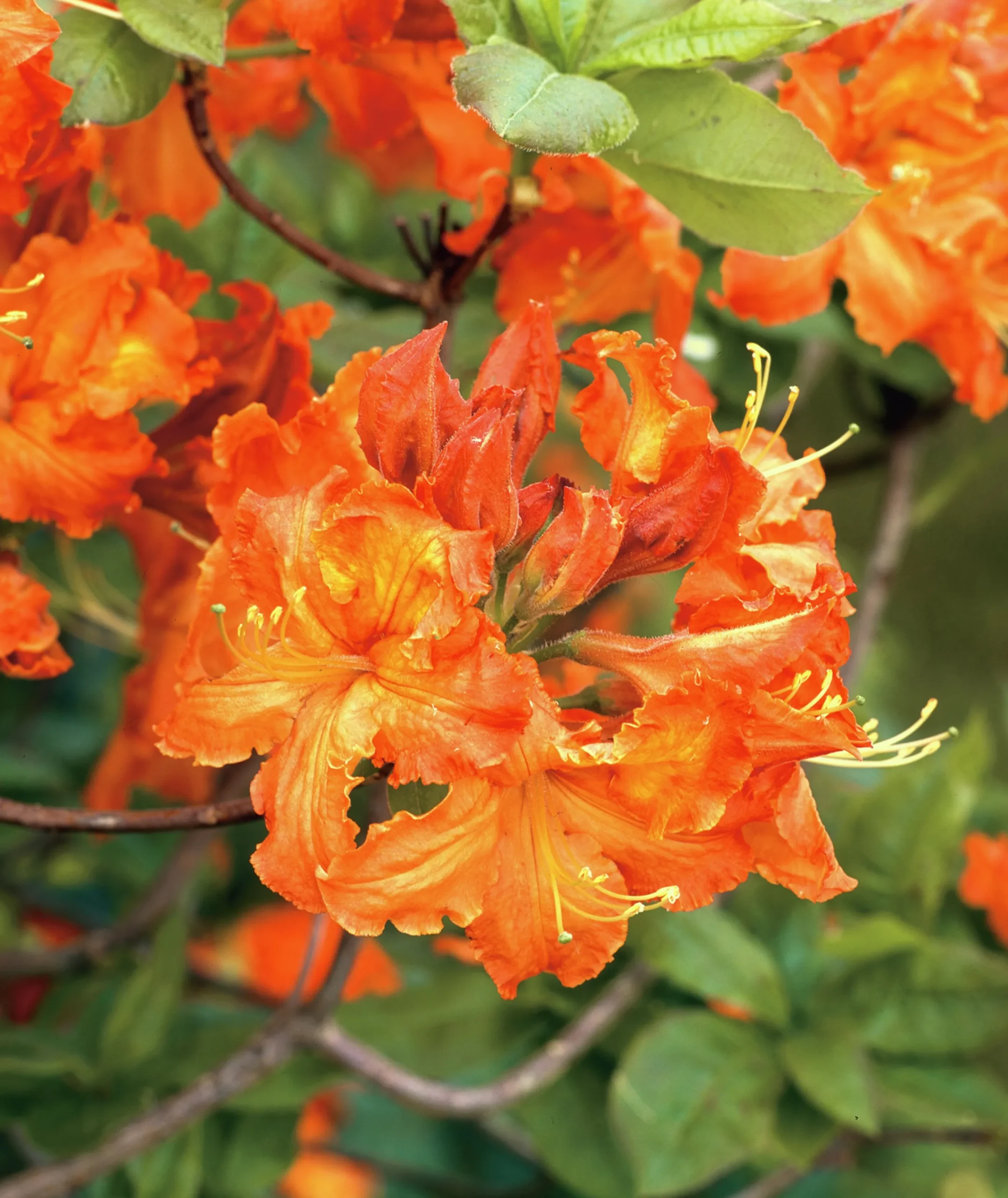Knaphill Azalea 'Gibraltar'
