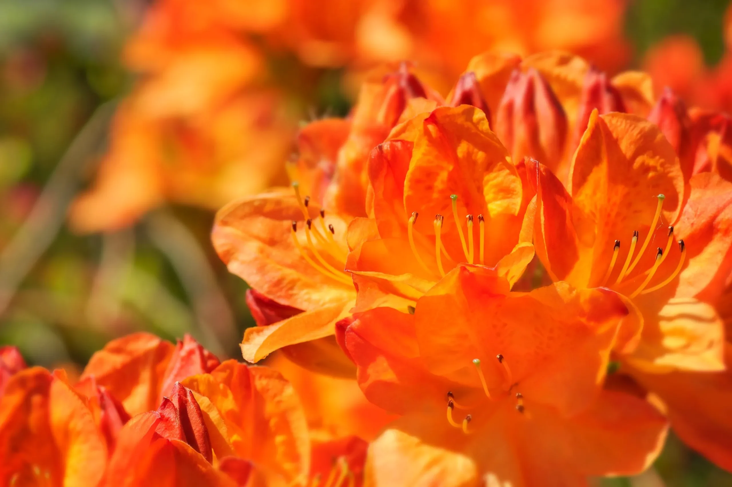 Knaphill Azalea 'Golden Eagle'