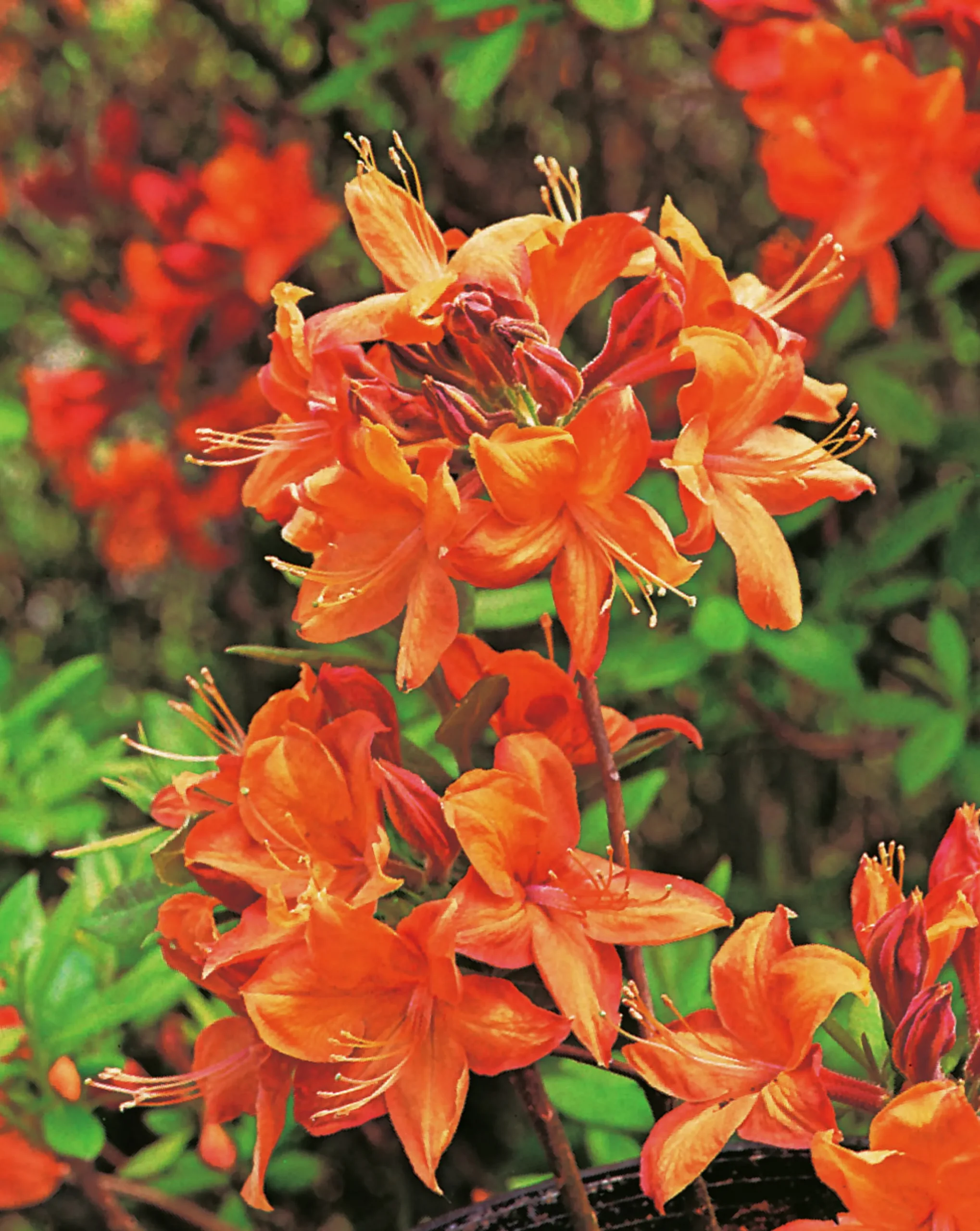 Knaphill Azalea 'Golden Eagle'