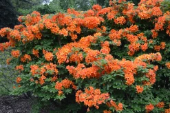 Knaphill Azalea 'Golden Eagle'