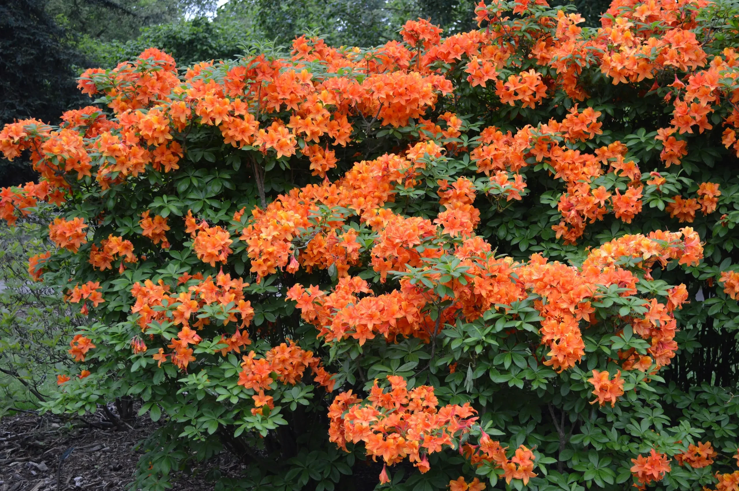 Knaphill Azalea 'Golden Eagle'