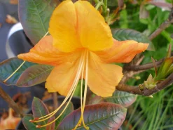 Knaphill Azalea 'Klondyke'