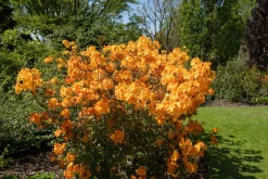 Knaphill Azalea 'Klondyke'