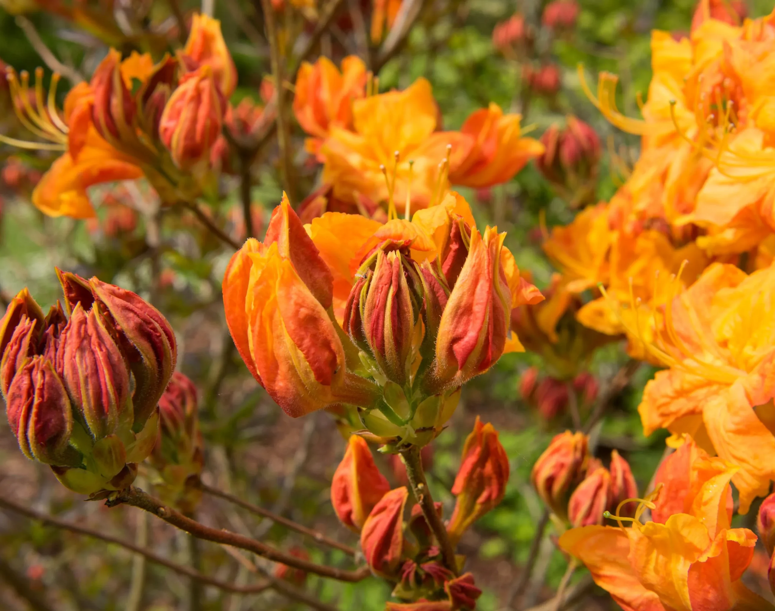 Knaphill Azalea 'Klondyke'