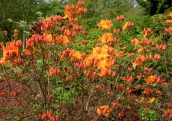 Knaphill Azalea 'Klondyke'