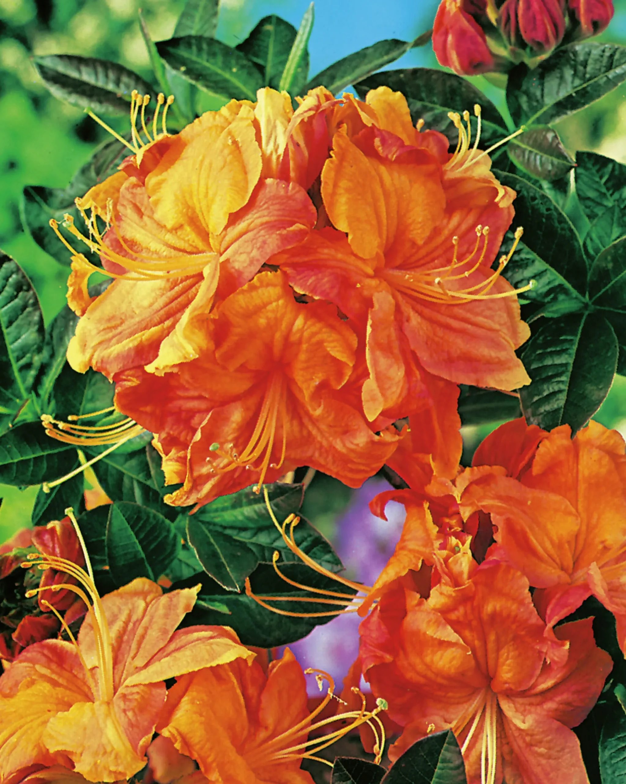 Knaphill Azalea 'Klondyke'