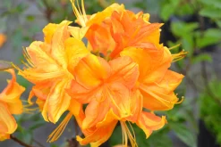 Knaphill Azalea 'Klondyke'