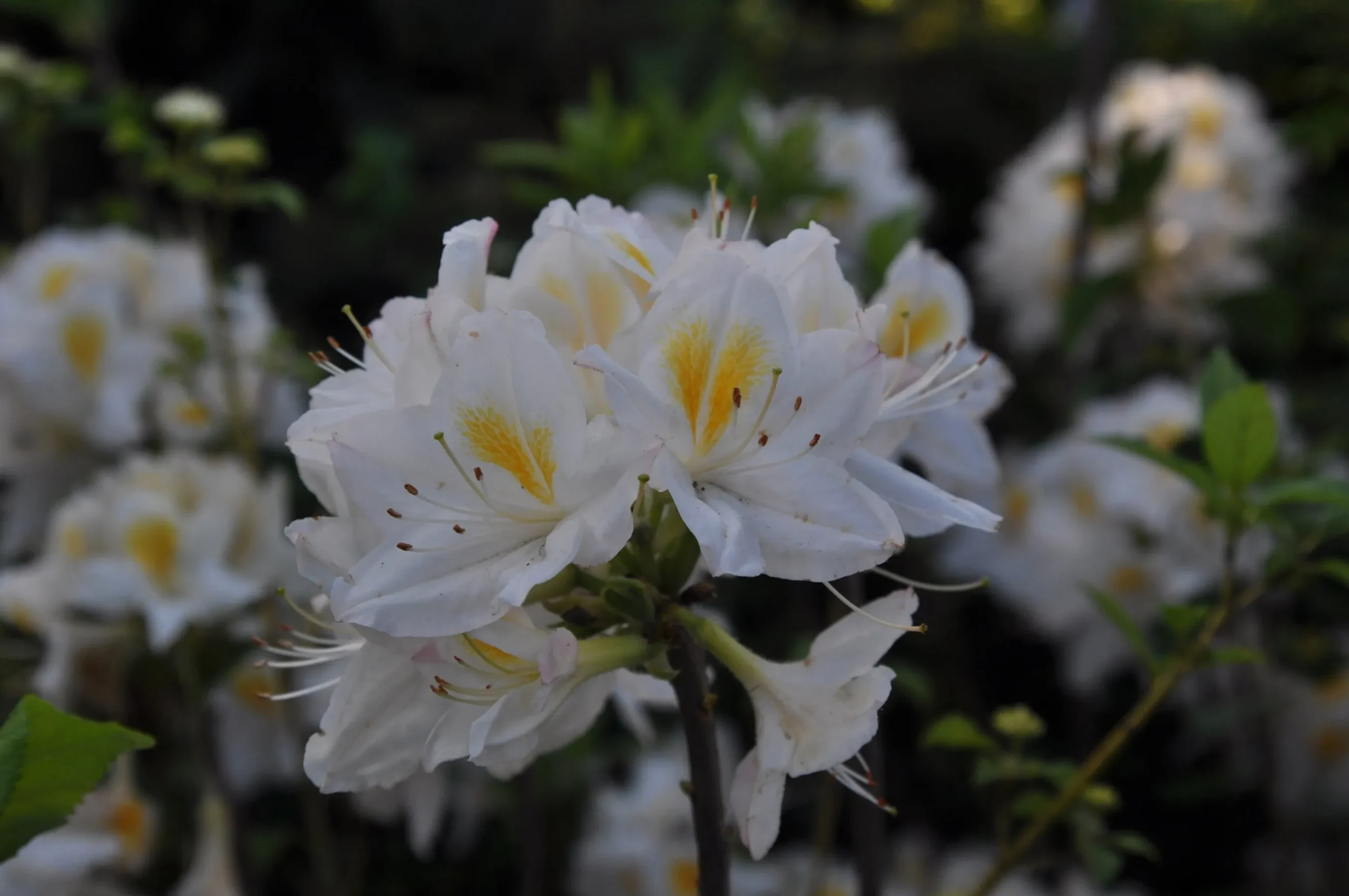 Knaphill Azalea 'Persil'