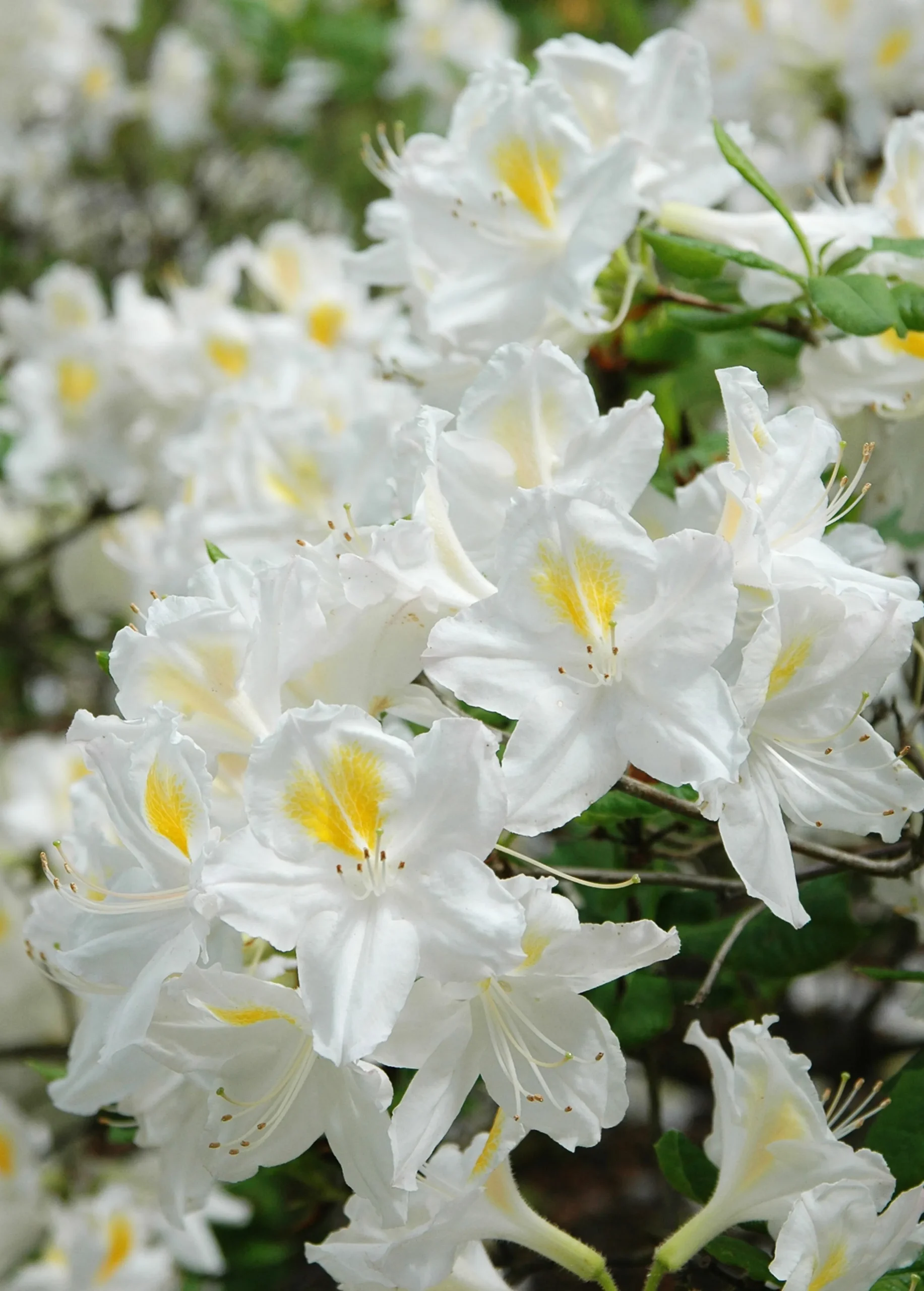 Knaphill Azalea 'Persil'