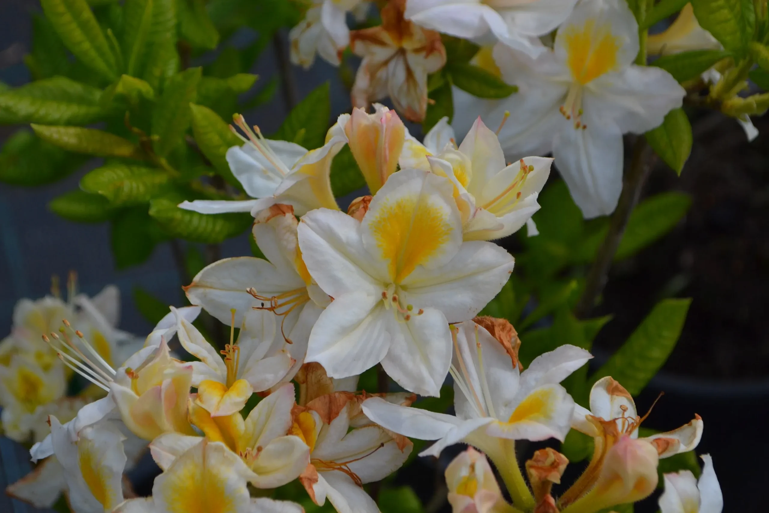 Knaphill Azalea 'Persil'