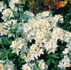 Knaphill Azalea 'Persil'
