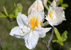 Knaphill Azalea 'Persil'