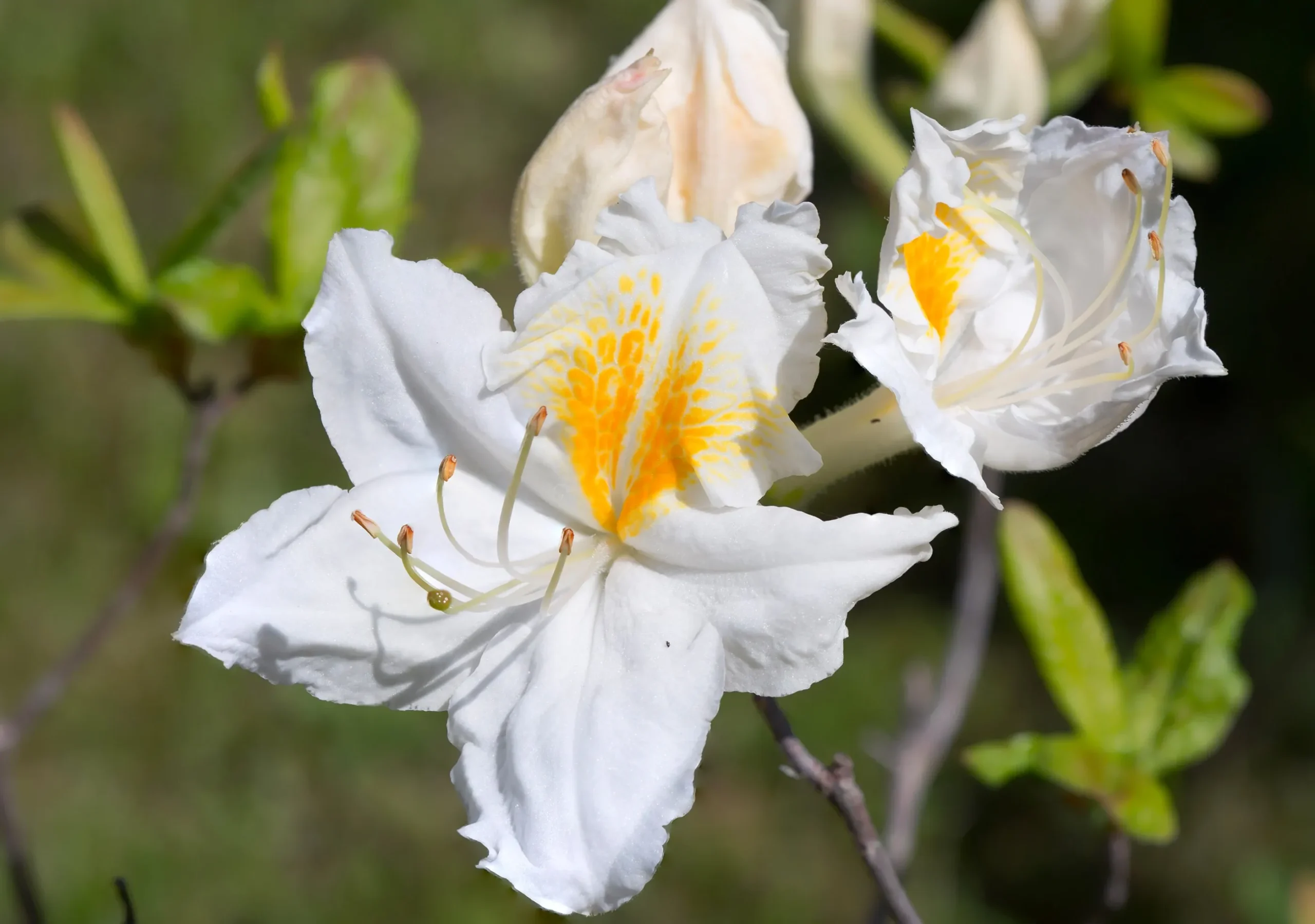 Knaphill Azalea 'Persil'
