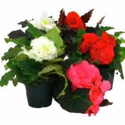 Knölbegonia lat. Begonia x tuberhybrida