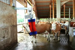 Koborste Kerbl HappyCow Maxiswing