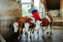 Koborste Kerbl HappyCow Maxiswing