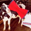 Koborste Kerbl HappyCow Uno