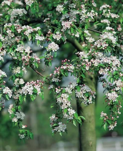 Korallapel 'professon Sprenger'
