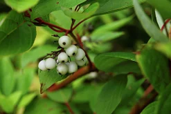 Korallkornell 'Sibirica' Barrotad