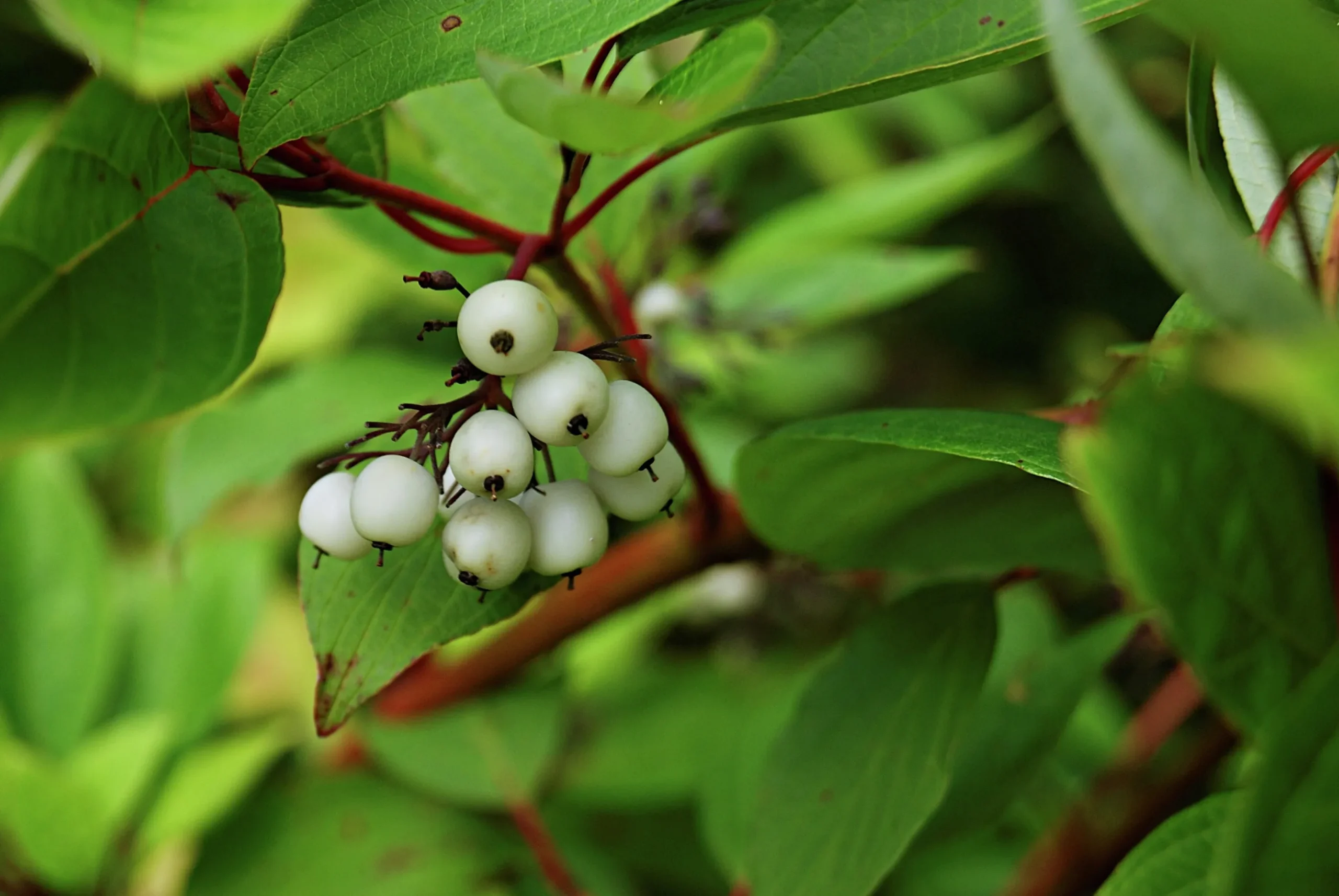 Korallkornell 'Sibirica' Barrotad