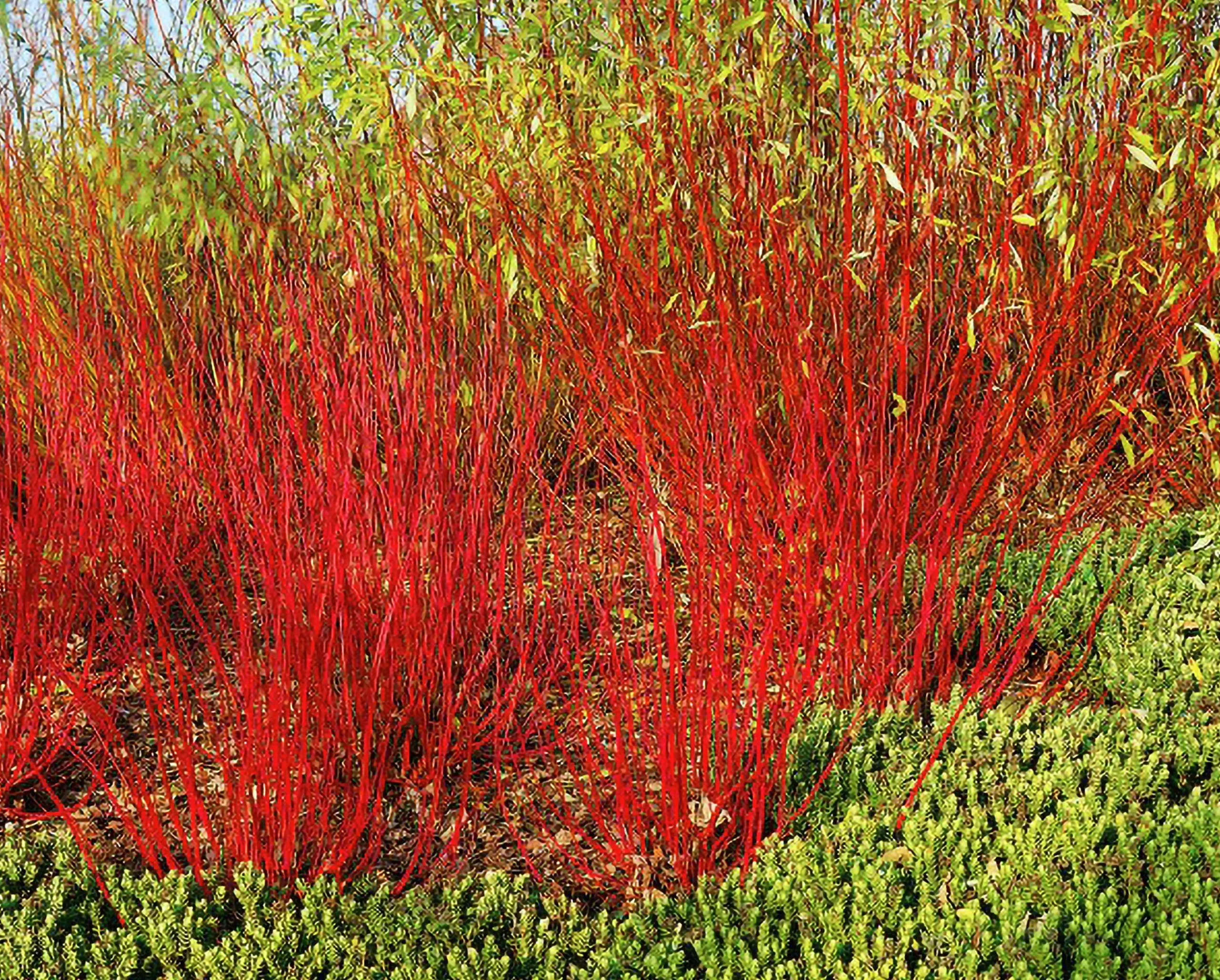 Korallkornell 'Sibirica' Barrotad