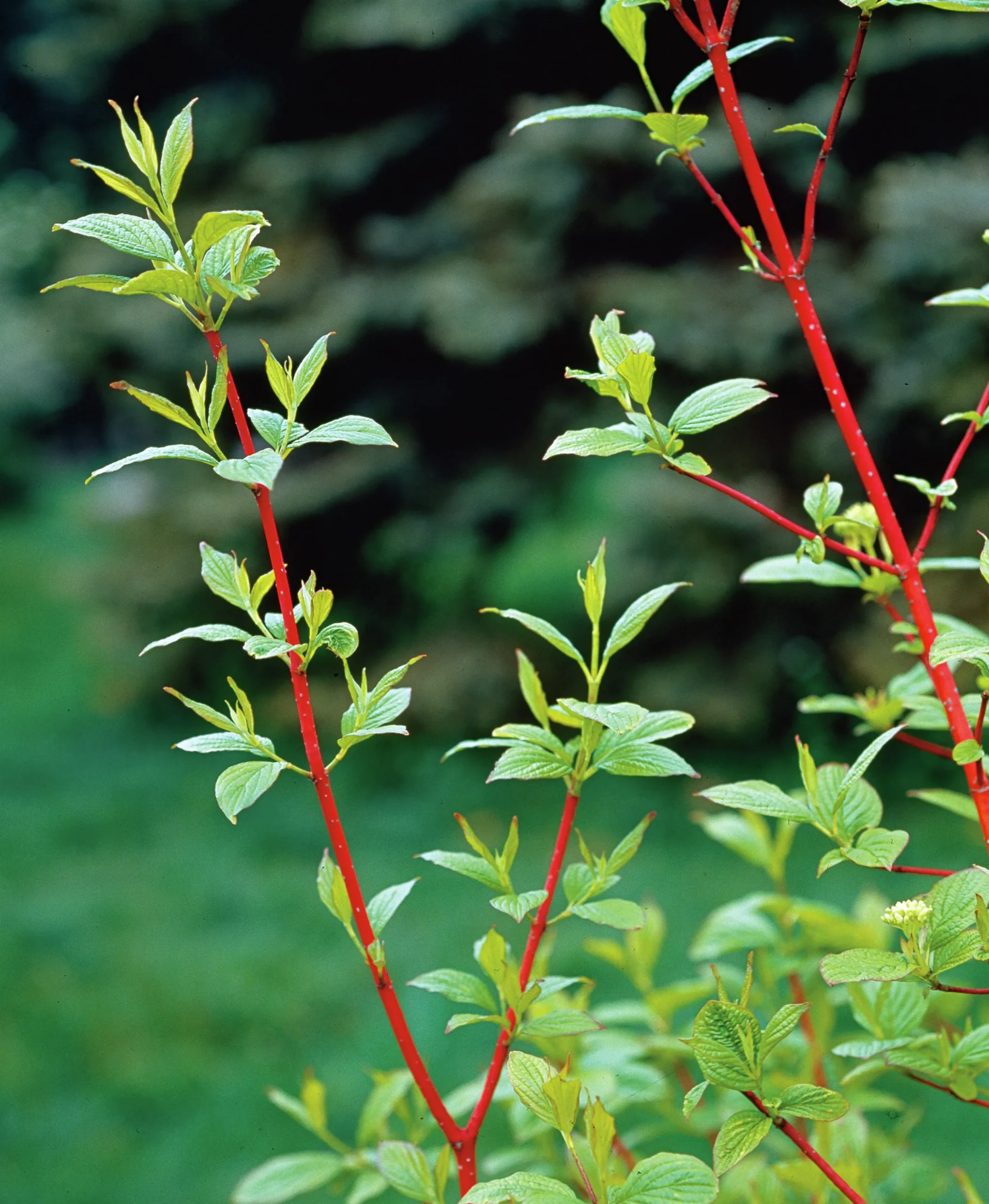Korallkornell 'Sibirica' Barrotad