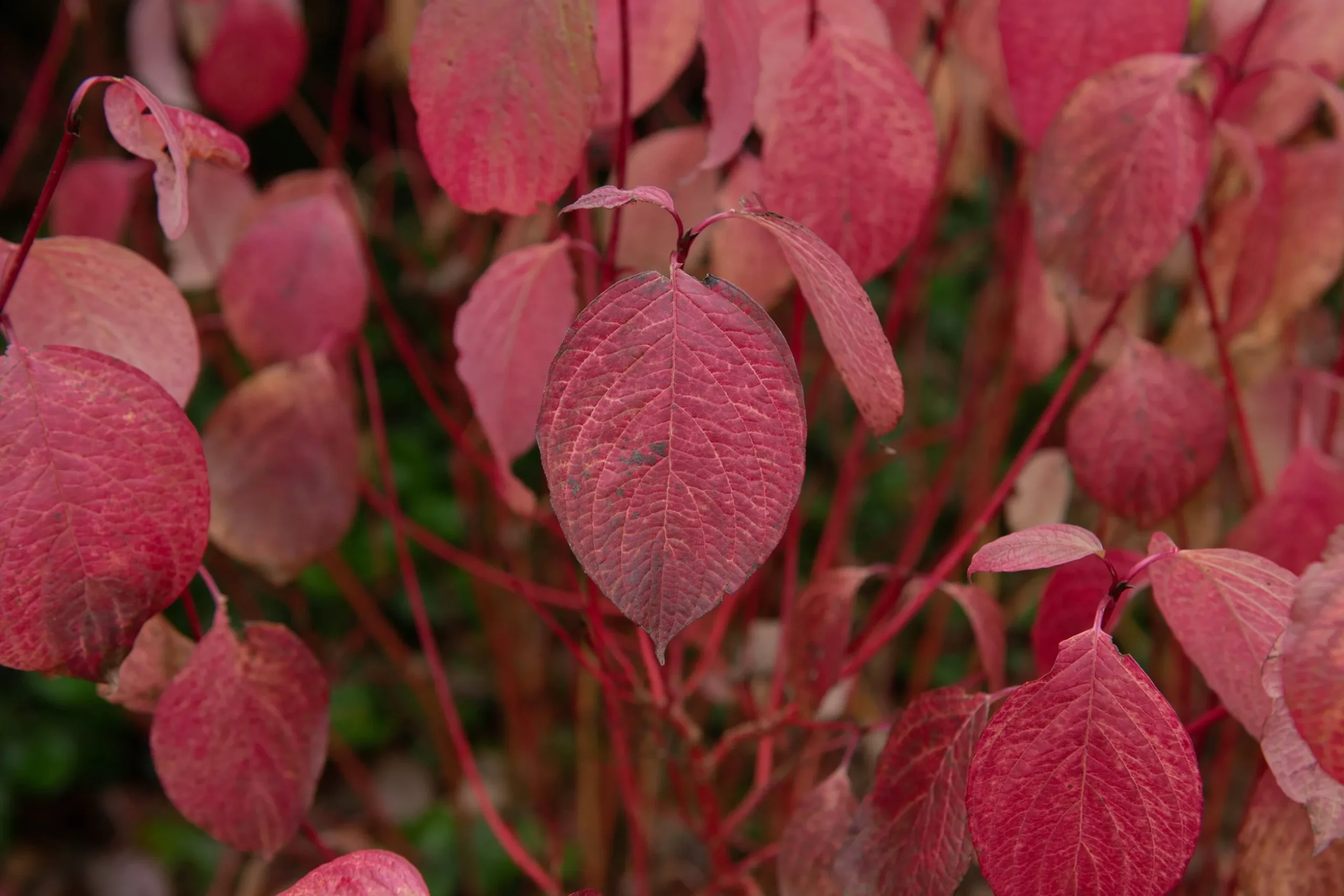 Korallkornell 'Sibirica' Barrotad