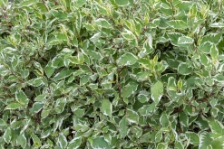 Korallkornell 'Sibirica' Barrotad