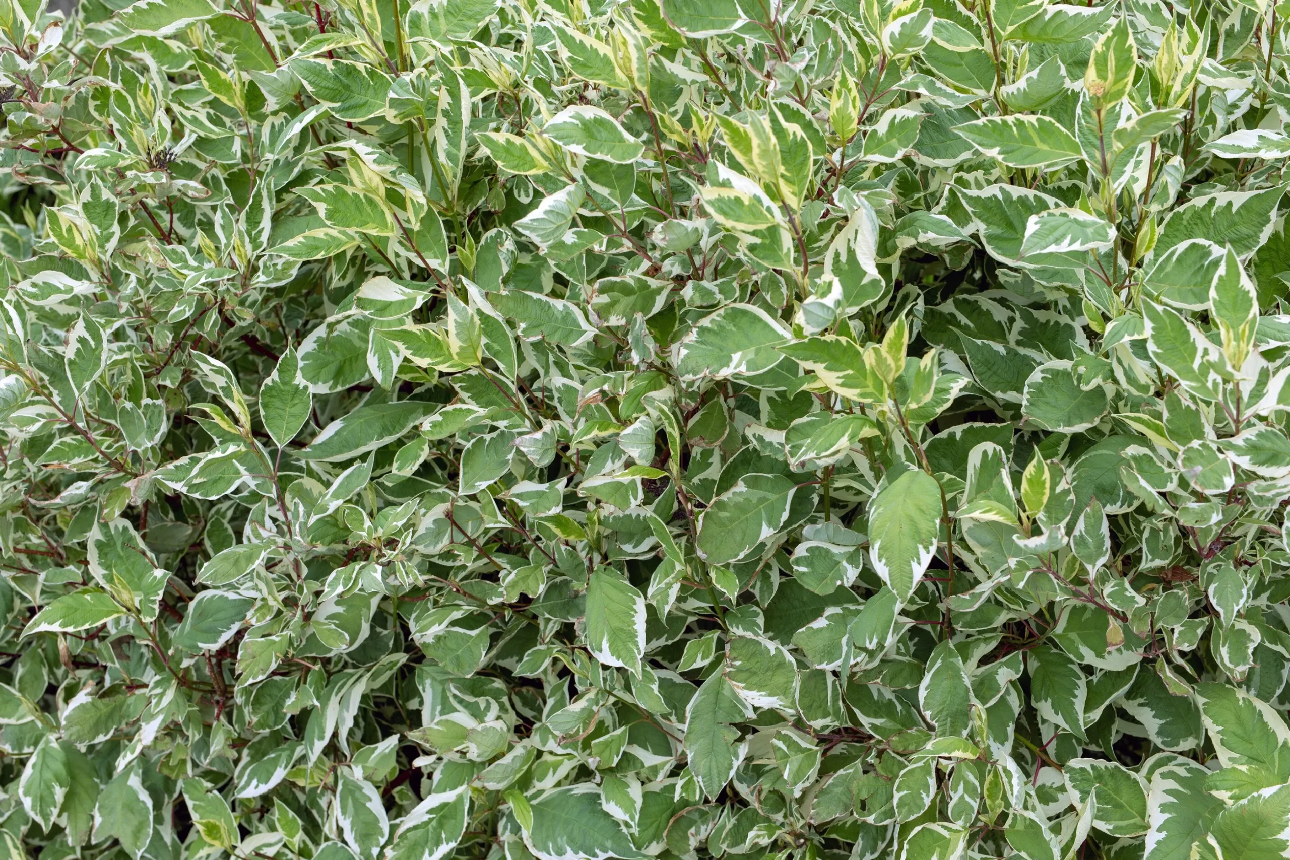 Korallkornell 'Sibirica' Barrotad