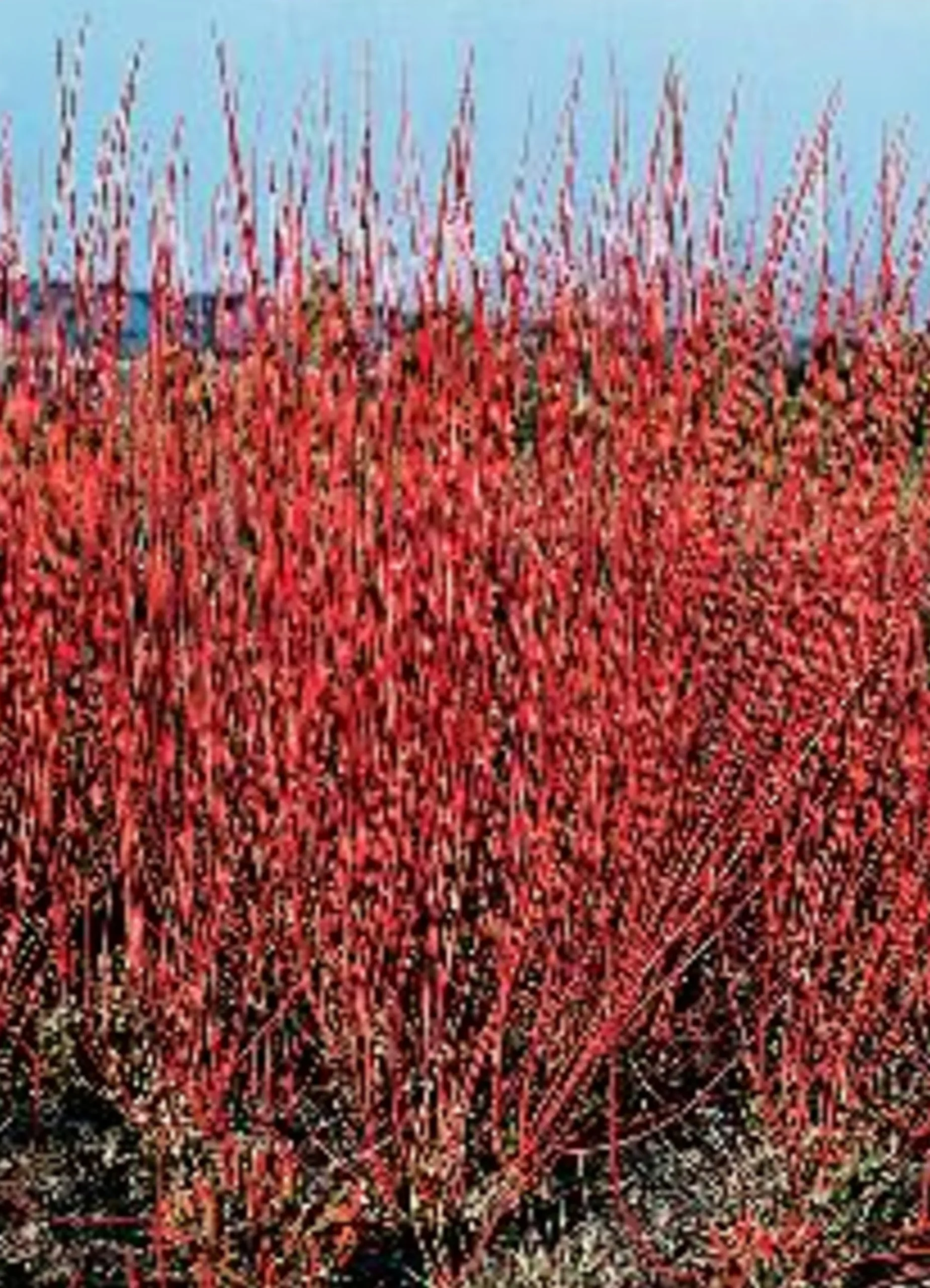 Korallkornell 'Sibirica' Krukodlad
