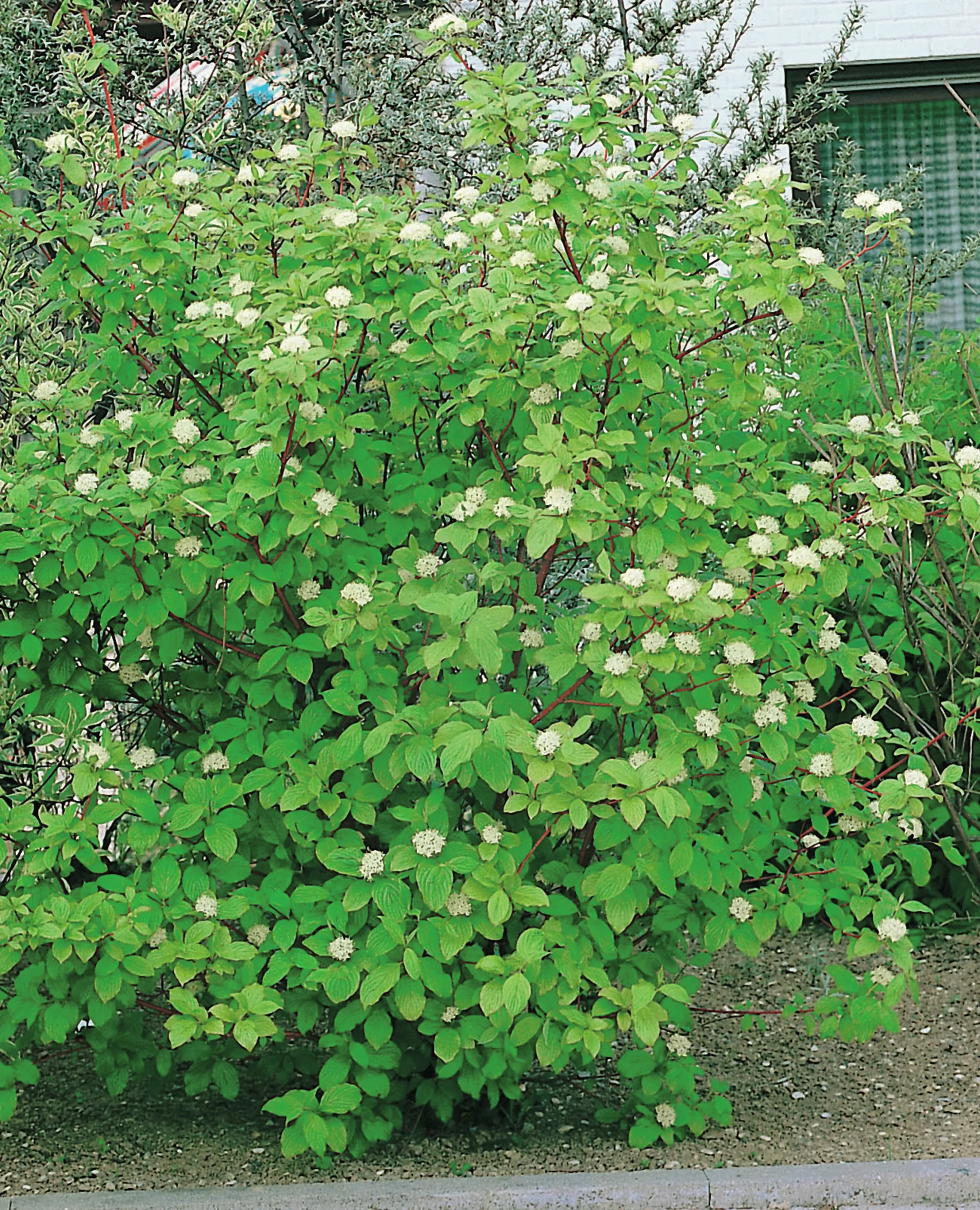 Korallkornell 'Sibirica' Krukodlad