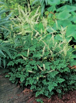 Koreansk Plymspirea