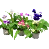 Kornettblomma lat. Streptocarpus x hybridus