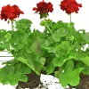 Kärlekspelargon lat. Pelargonium 'Calliope Dark Red'
