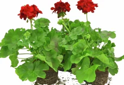 Kärlekspelargon lat. Pelargonium 'Calliope Dark Red'