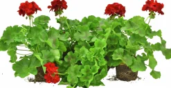 Kärlekspelargon lat. Pelargonium 'Calliope Dark Red'