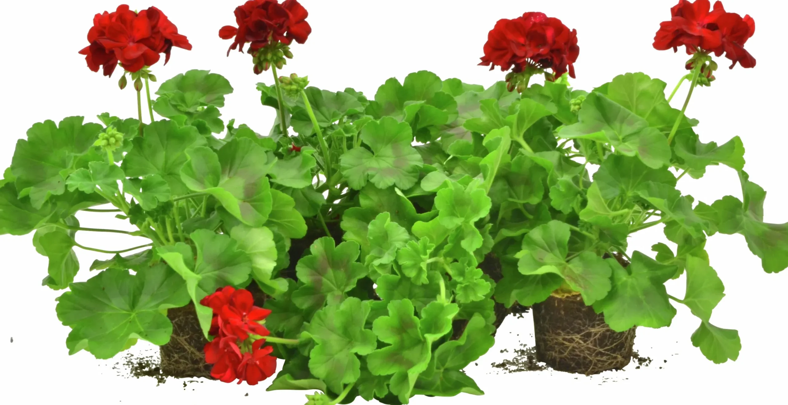 Kärlekspelargon lat. Pelargonium 'Calliope Dark Red'