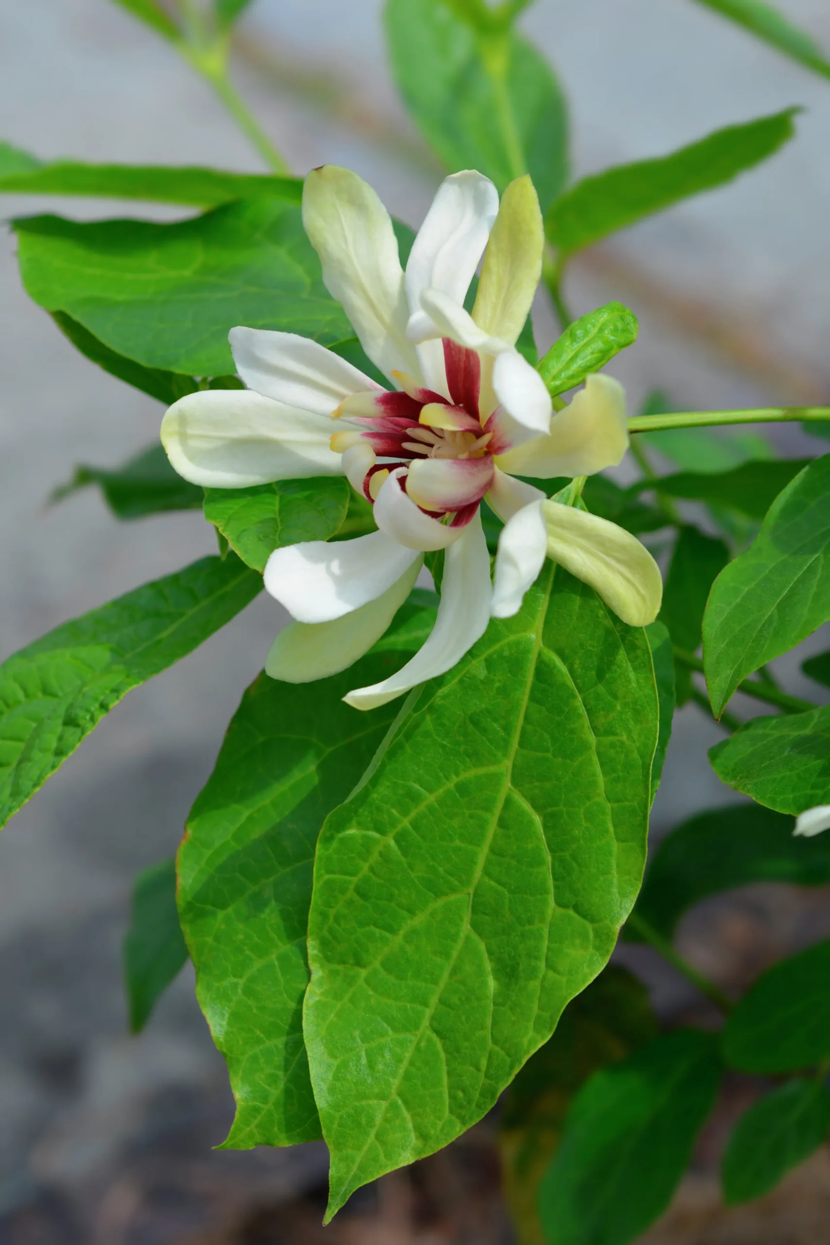 Kryddbuske 'Venus'