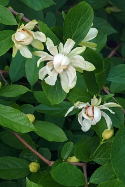 Kryddbuske 'Venus'
