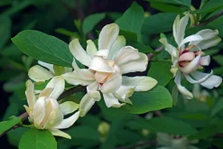 Kryddbuske 'Venus'