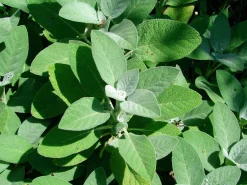 Kryddsalvia 'Berggarten'
